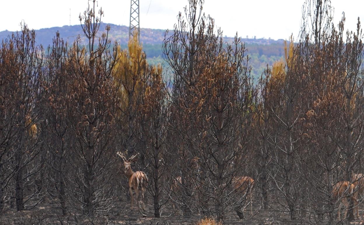 Imñagenes del estado en el que quedó la Sierra de la Culebra tras el incendio.