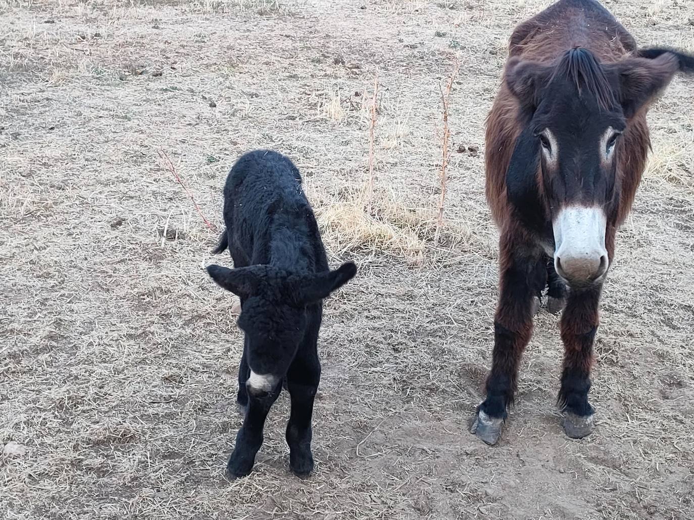 El recién nacido burro zamorano leonés junto a su madre en Sariegos.