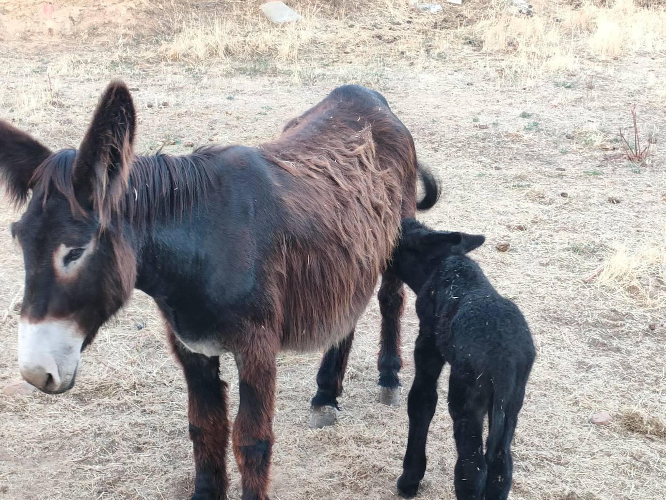 El recién nacido burro zamorano leonés junto a su madre en Sariegos.