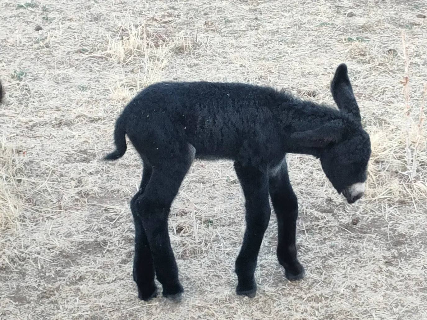 El recién nacido burro zamorano leonés junto a su madre en Sariegos.