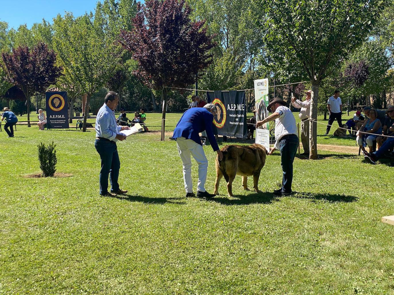 Los mastienes españoles en la exposición celebrada en Gordoncillo.