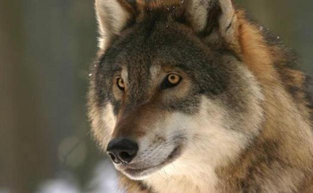 La Junta pide a la UE que repiense la situación del lobo.