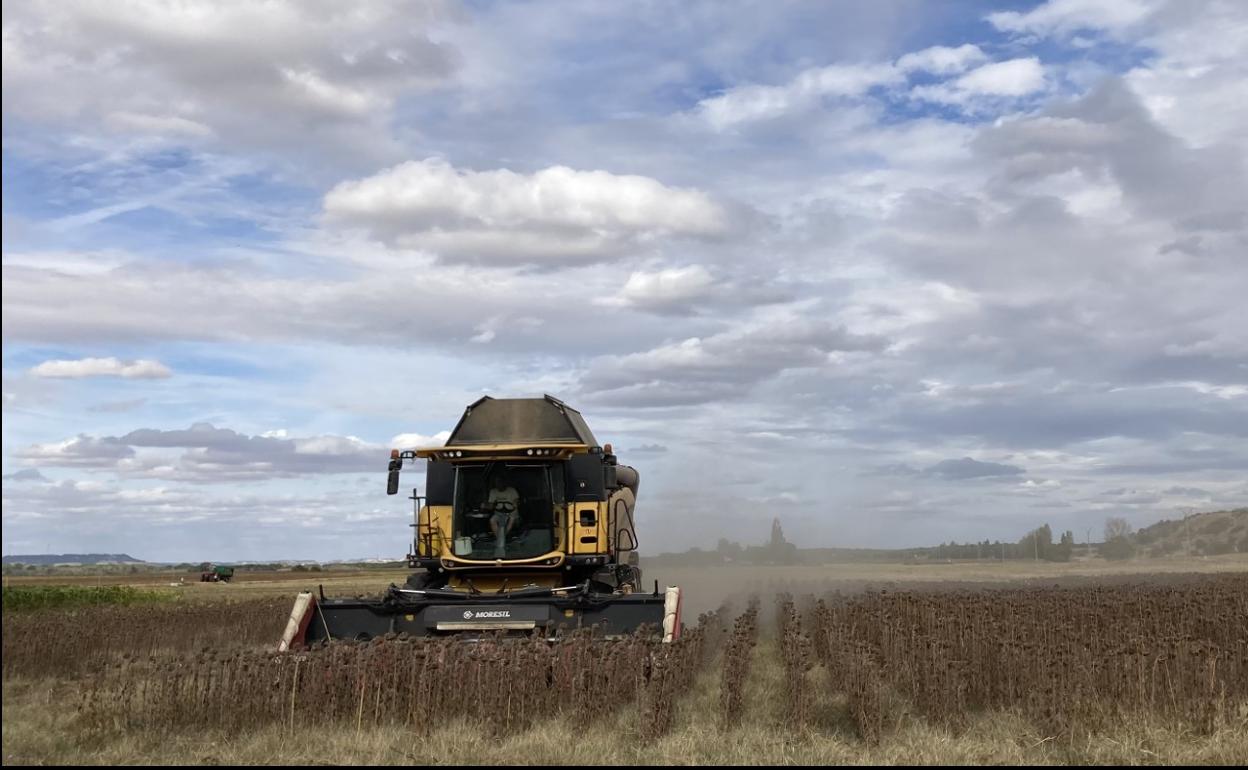 Cosechando girasol en la provincia de Valladolid. 