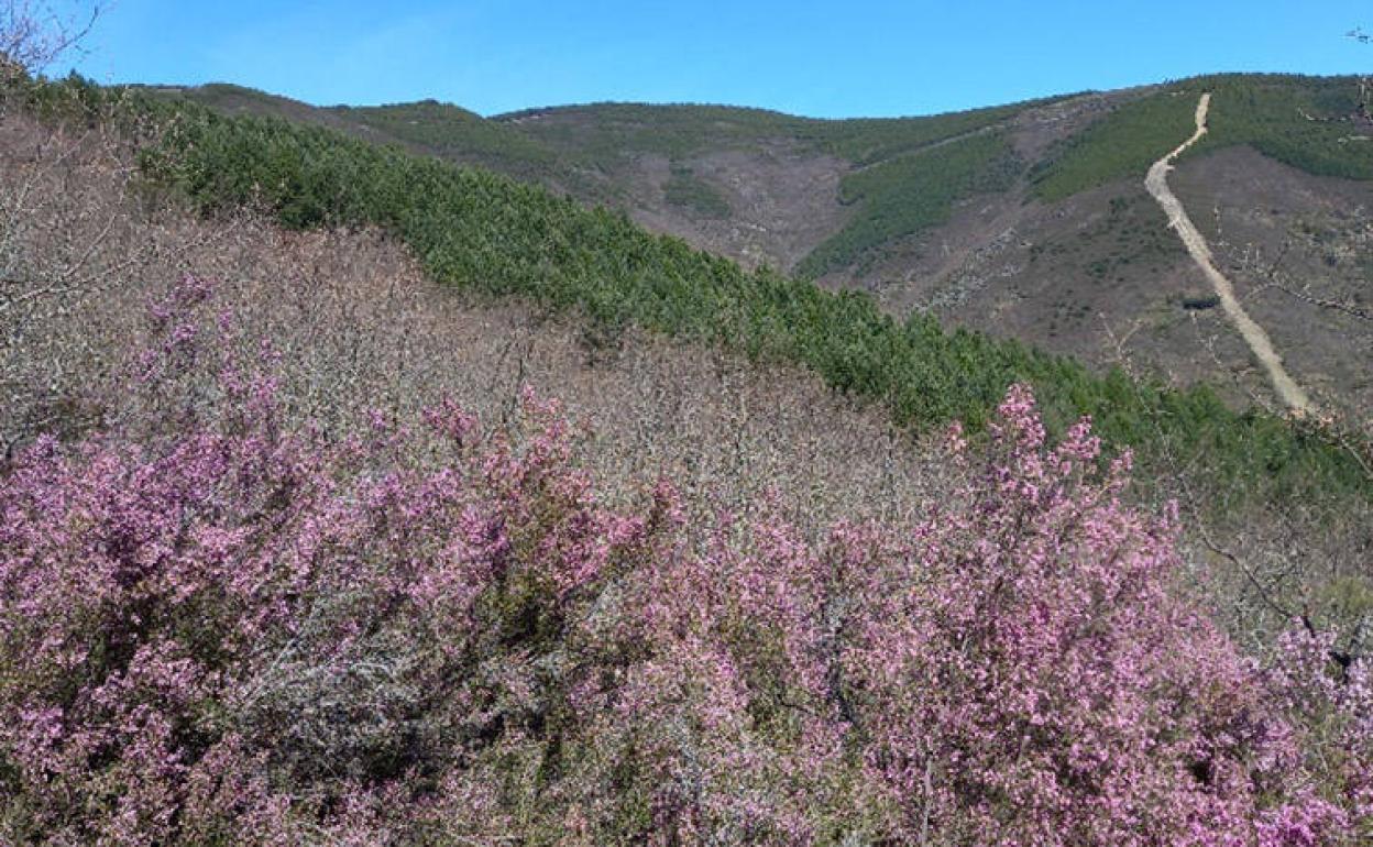 El Bierzo acogerá una jornada de restauración forestal incluida dentro del proyecto europeo SUPERB.