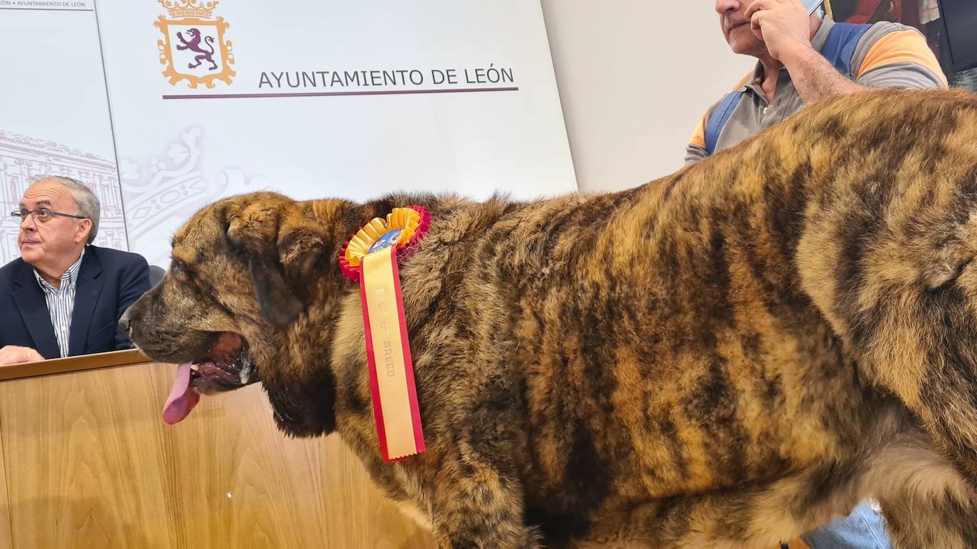 Fotos: Presentación de la Exposición Canina en León