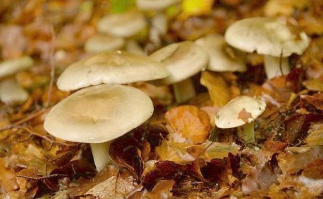 La época del año que llega es la idónea para recolectar este tipo de alimento.