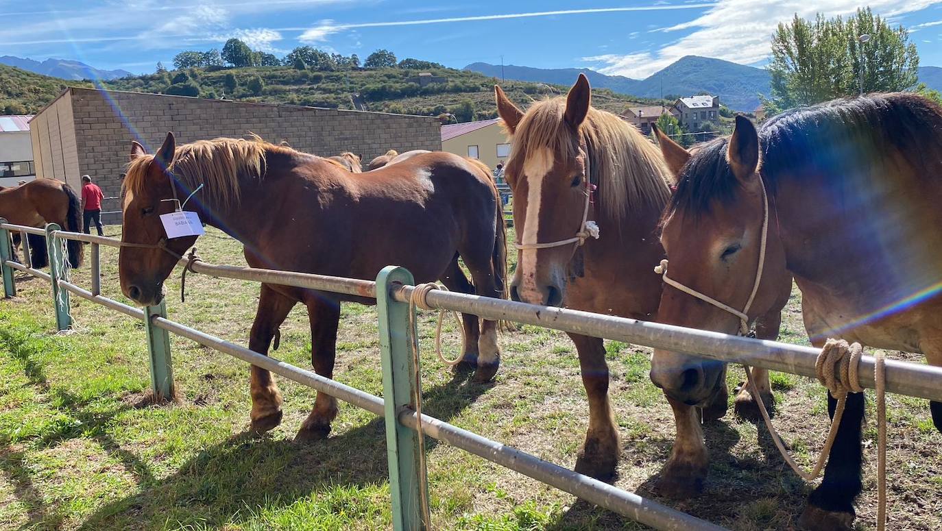 Feria de Ganado de Montaña en Puebla de Lillo