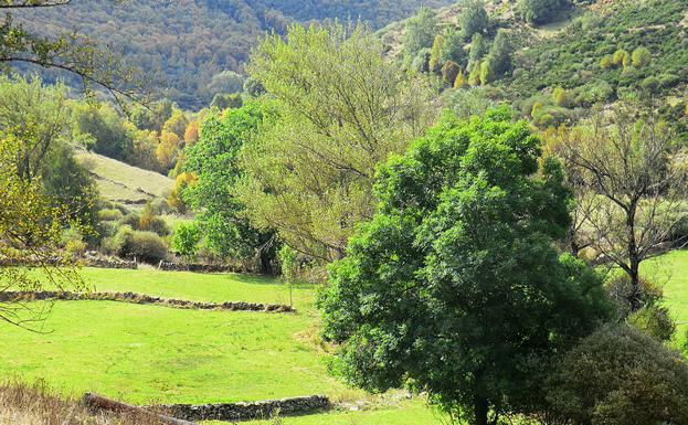 Vistas de los abedulares de Murias de Paredes, León