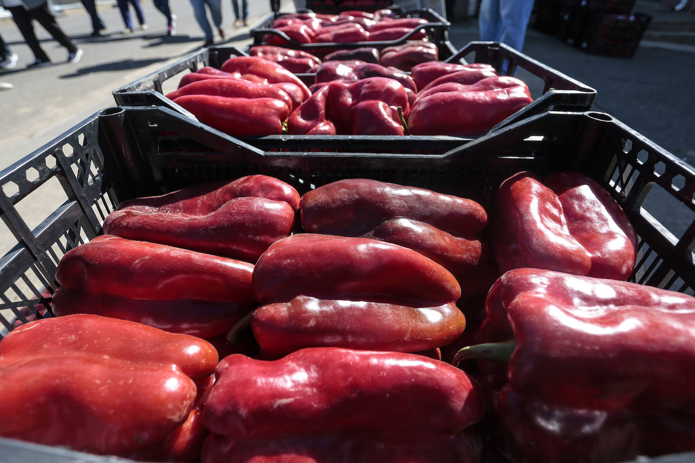 Celebración de la XXXVII Feria del Pimiento Morrón en Fresno de la Vega.