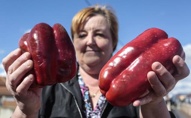 Galería. El pimiento morrón es el producto más reconocible de la huerta de Fresno.