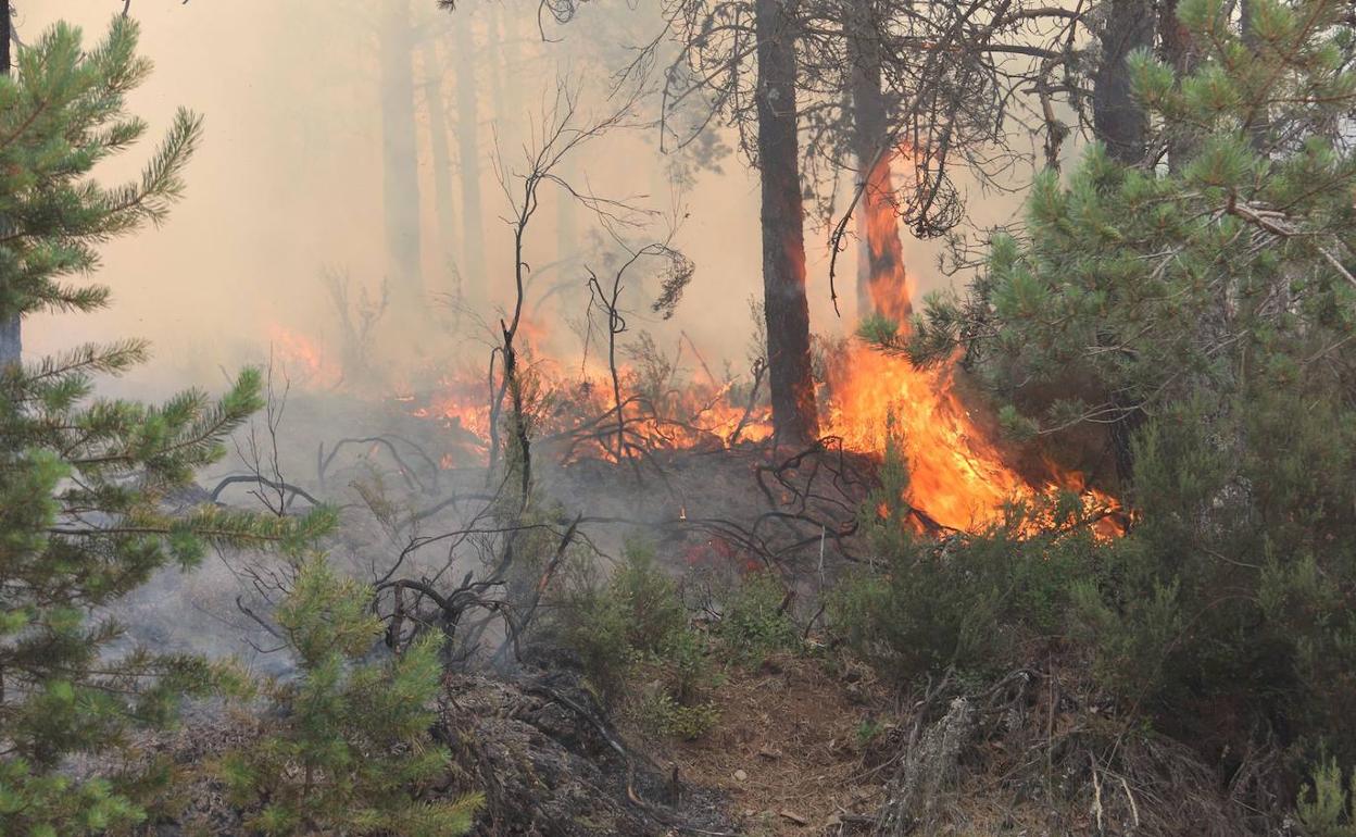 Incendios Forestales en León. 
