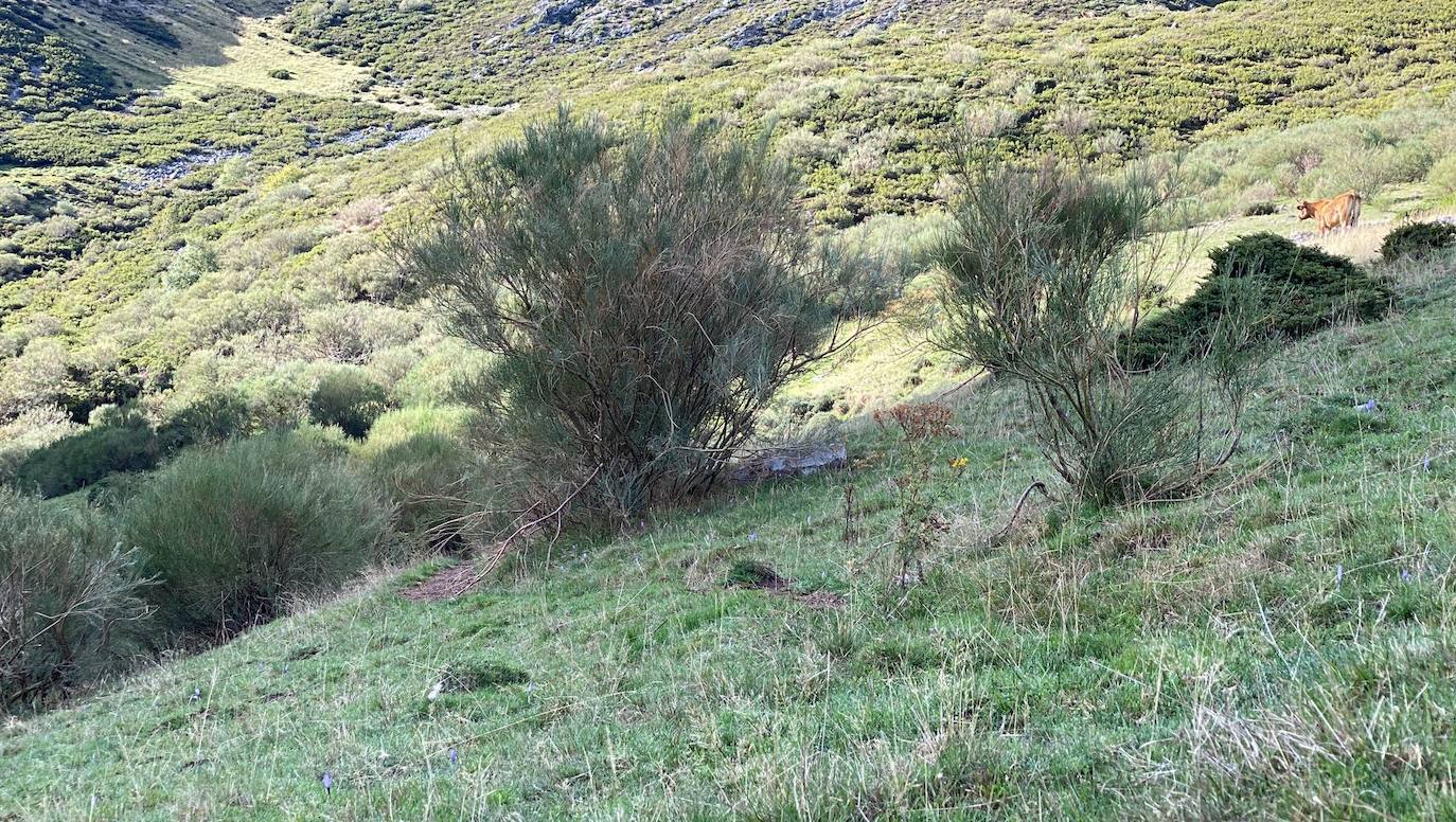 Alrededor de 200 corredores participan en el V Trail de Mampodre.