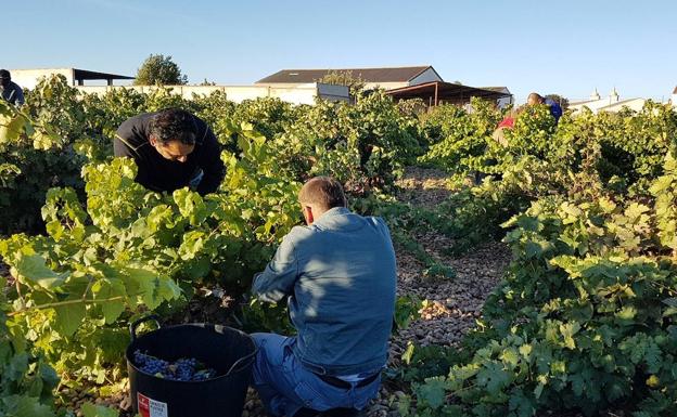 La vendimia entra en su recta final en León con 11 millones en El Bierzo y una uva «muy sana» 