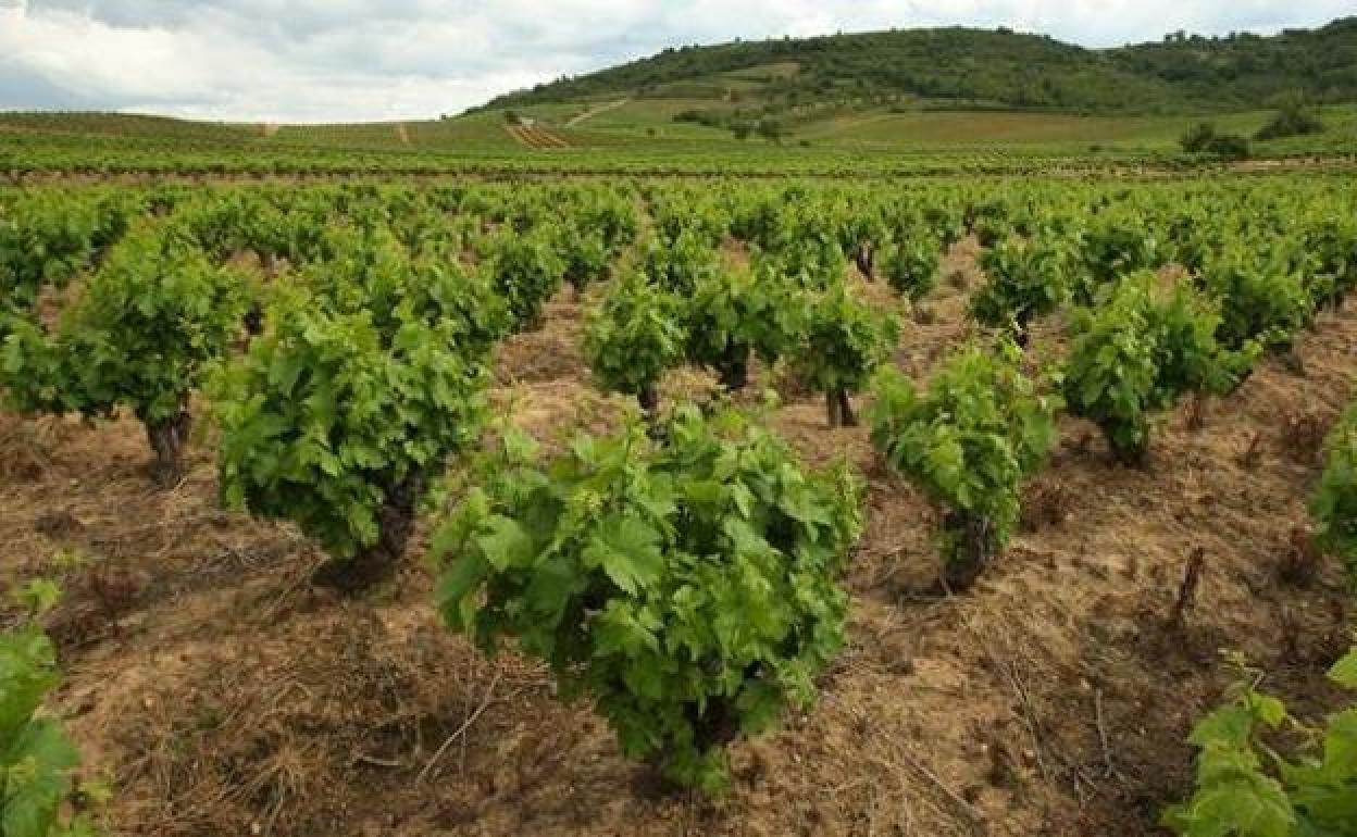 UPL en El Bierzo acusa al PP de utilizar el parque agroalimentario para «toamr el pelo a los bercianos».