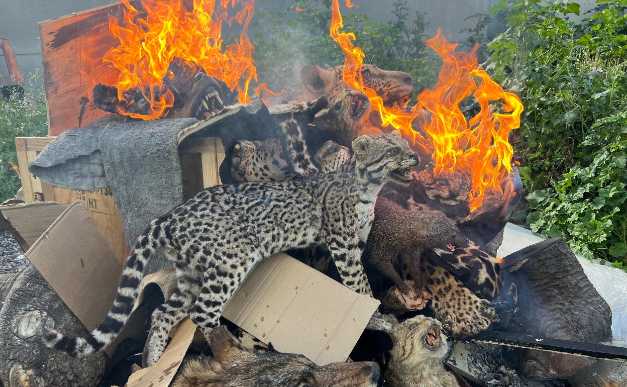 Una pira con animales disecados cuyos dueños han optado por destruirlos ante la falta de salida. 