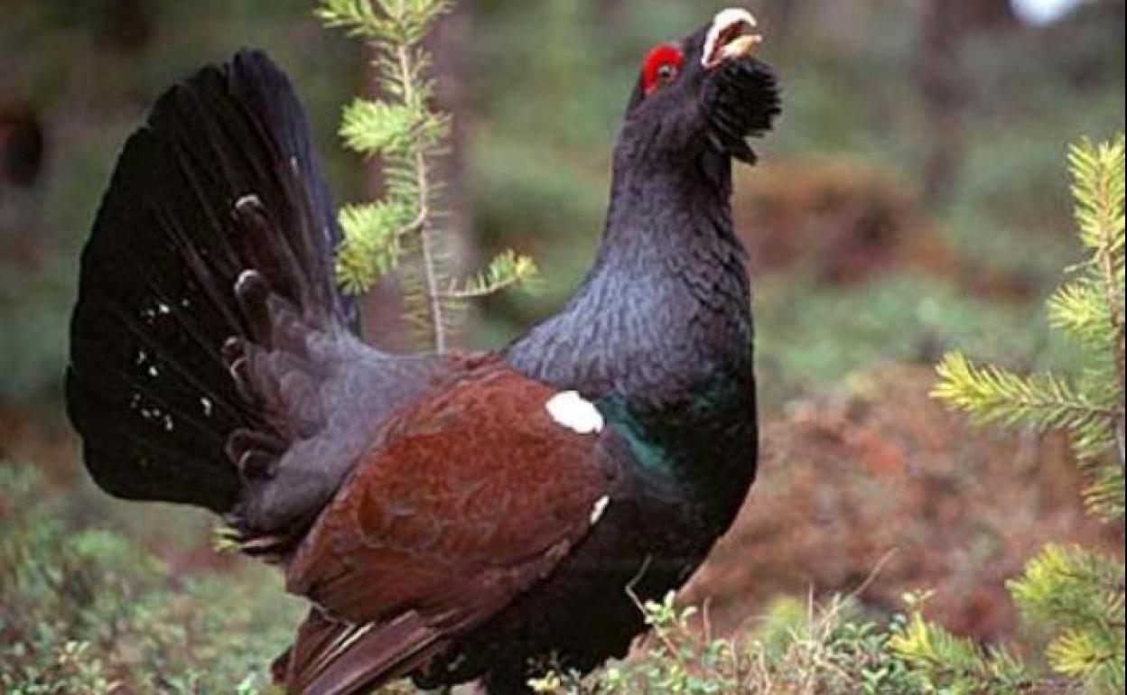 Imagen de archivo de un Urogallo. 
