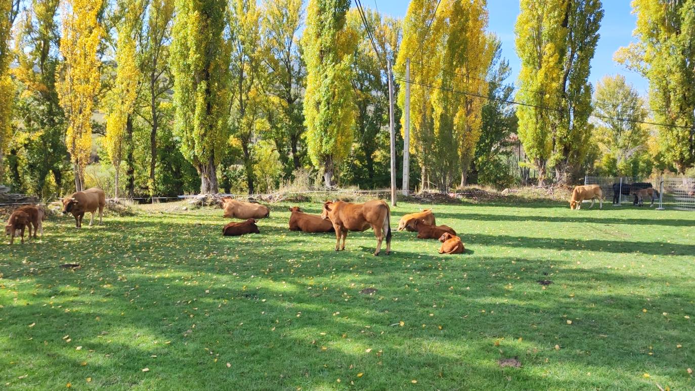 La localidad celebra su tradicional feria de octubre 