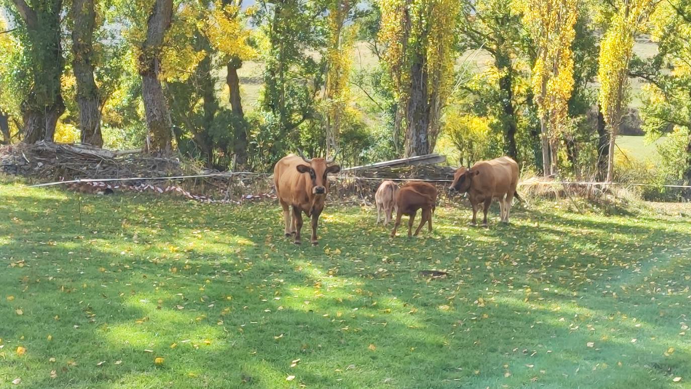 La localidad celebra su tradicional feria de octubre 