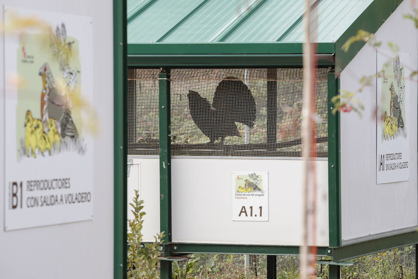 El consejero de Medio Ambiente, Vivienda y Ordenación del Territorio, Juan Carlos Suárez-Quiñones, visita el Centro de Cría del Urogallo de Valsemana.