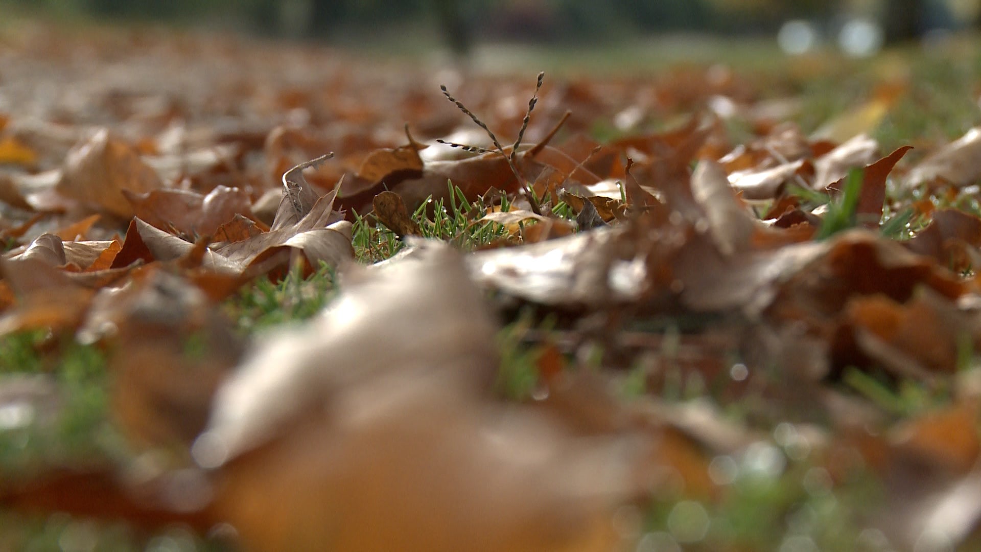 Fotos: El otoño cubre parques y jardines en la ciudad