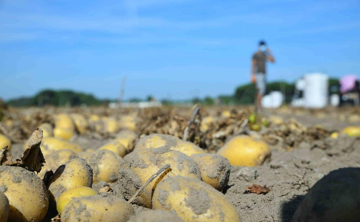 Recogida de patatas en la provincia de Valladolid. 