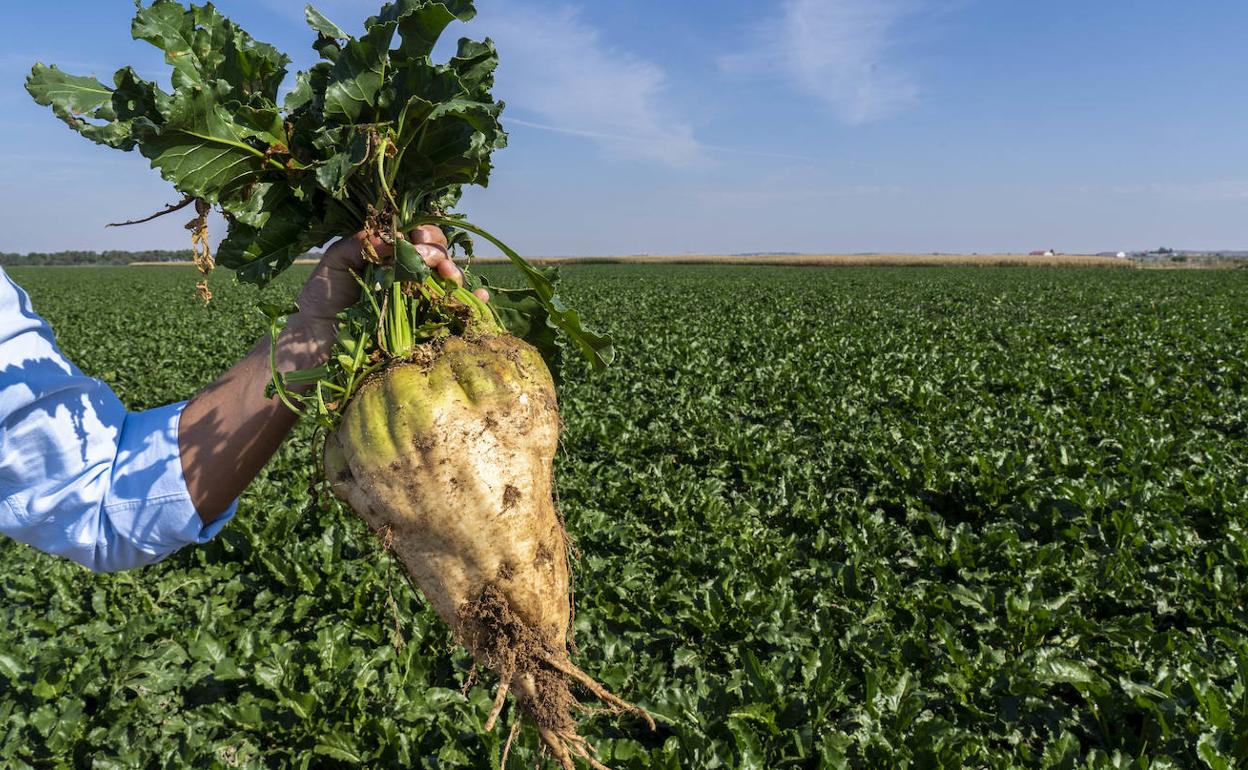 Imagen de una plantación de remolacha.