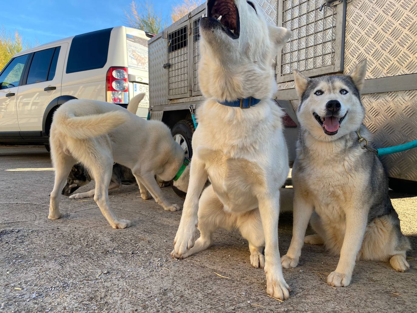 Valdefresno acoge este fin de semana el V Torneo de Mushing de Castilla y León.