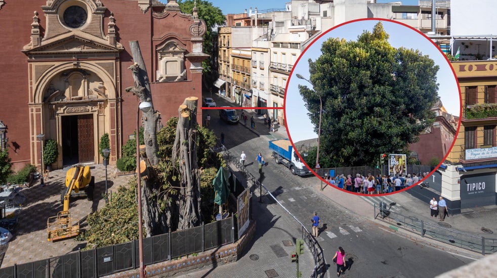 Antes y después del árbol centenario talado en Triana (Sevilla).