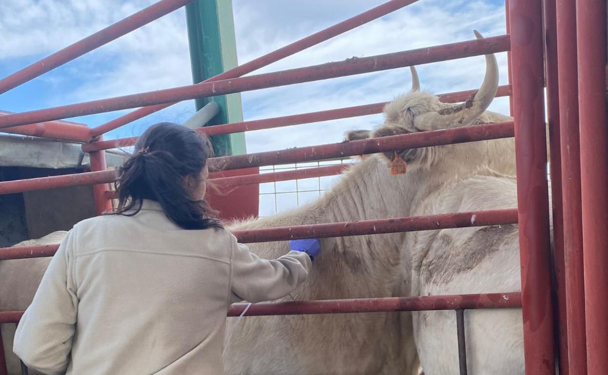 Una veterinaria vacuna contra la lengua azul en una explotación de la provincia de Salamanca, esta semana. 