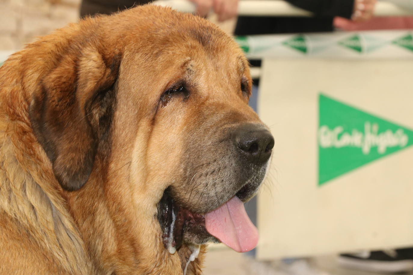 Una veintena de ejemplares se dan cita en El Corte Inglés en una actividad monográfica sobre esta raza