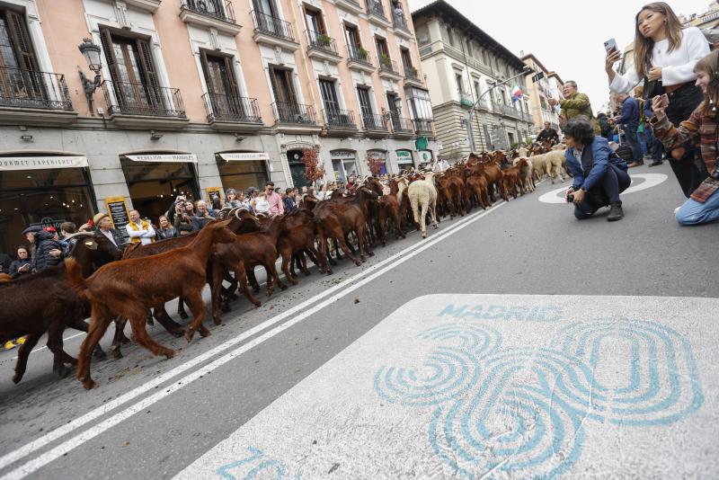 Ambiente durante la XXIX Fiesta de la Trashumancia por las calles de Madrid, este domingo