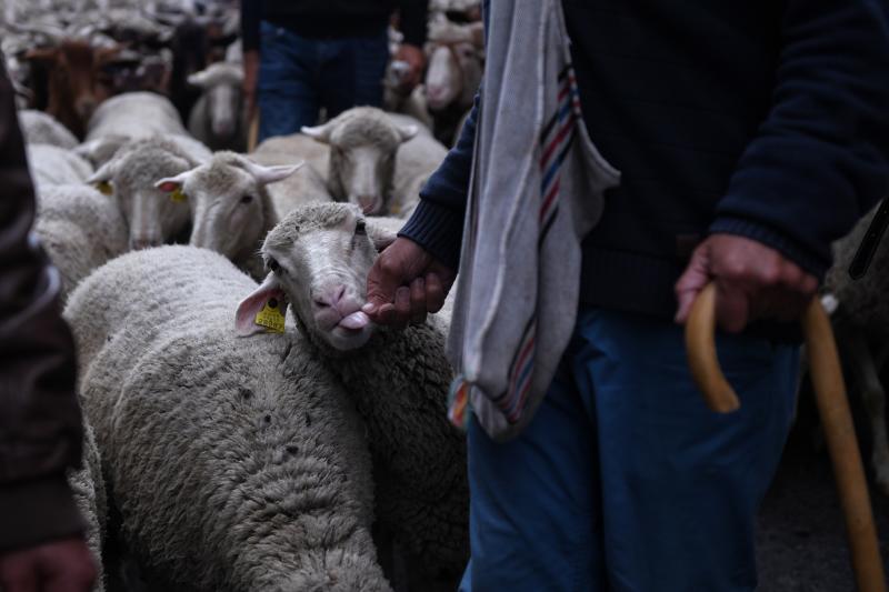 Ambiente durante la XXIX Fiesta de la Trashumancia por las calles de Madrid, este domingo