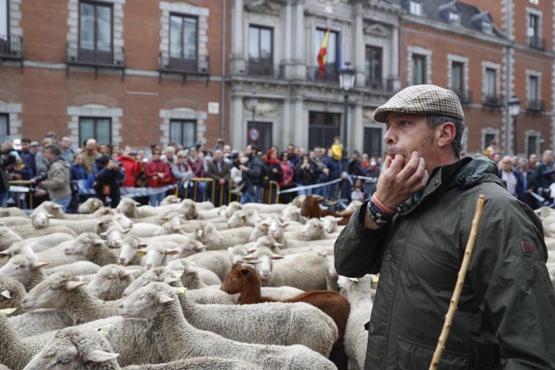 Ambiente durante la XXIX Fiesta de la Trashumancia por las calles de Madrid, este domingo