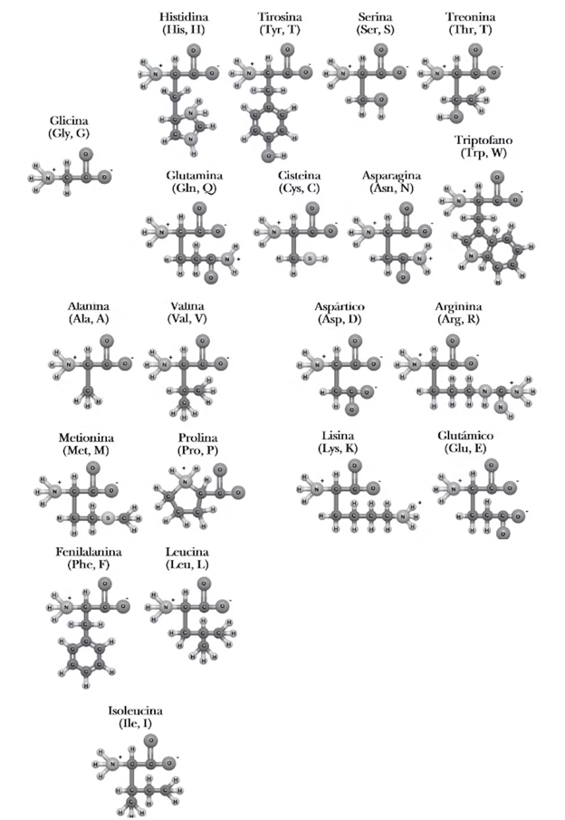 Los 20 aminoácidos ´canónicos', cada uno con sus características únicas que contribuyen a la estructura de las proteínas. 