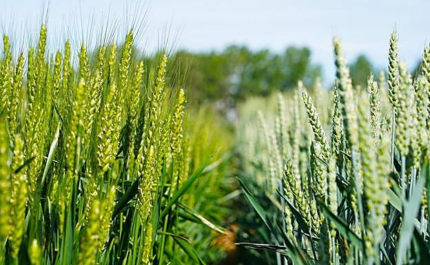 Un millón de euros para organizaciones agrarias de la comunidad.