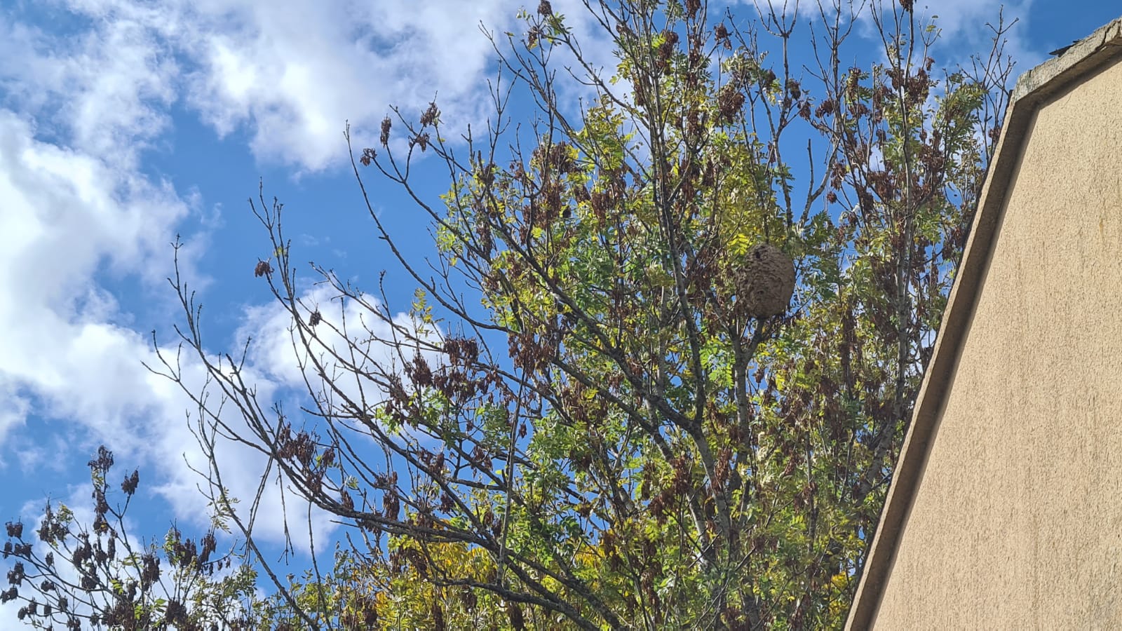 Fotos: La avispa velutina aterriza en la Montaña Central