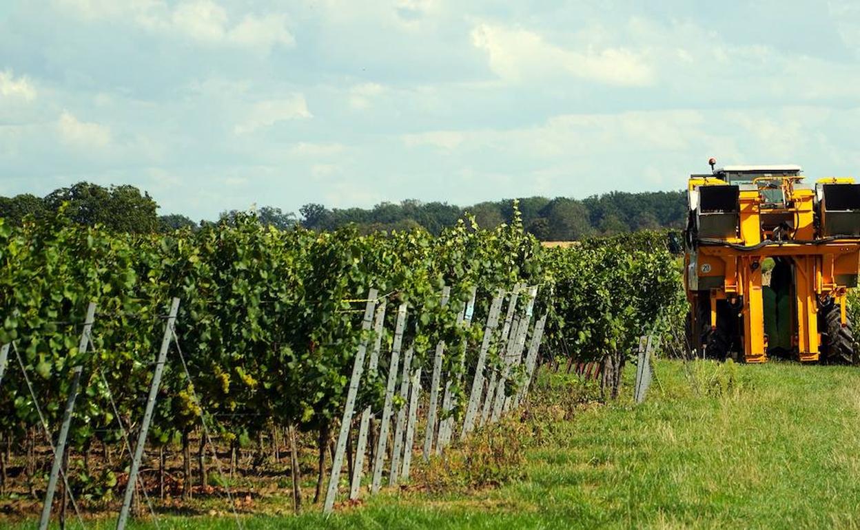 Los viticultores de Castilla y León podrán declarar a través de una app la cosecha de uva