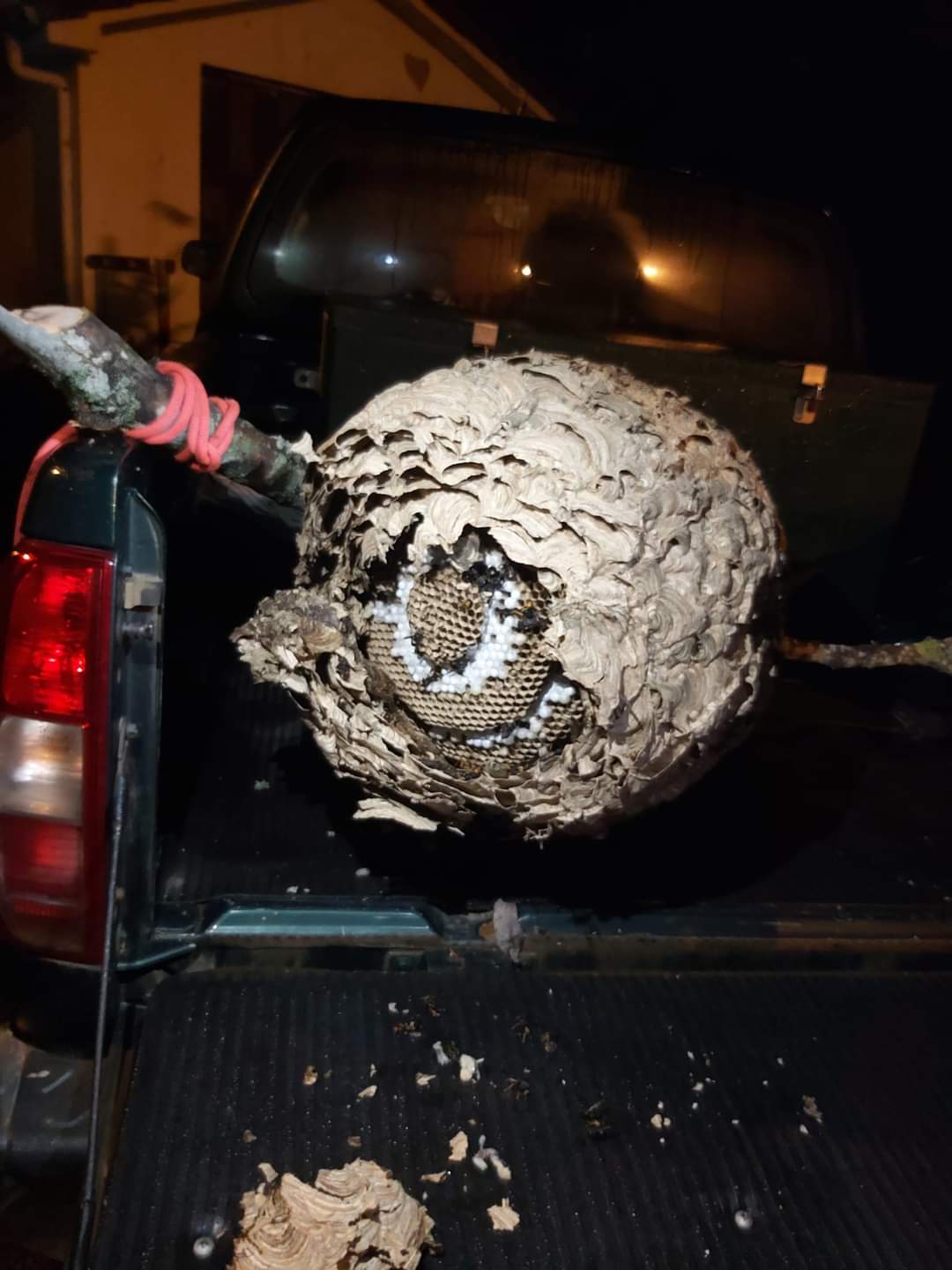 El Grupo de Intervenciones en Altura de la Delegación Territorial de la Junta en León recientemente ha retirado un nido en la localidad de Villasimpliz. Los nidos de Avispa asiática son abandonados llegando el final del otoño y principio de invierno y no son ocupados por nuevas poblaciones por lo que, con la caída de la hoja de frondosas, se comienzan a ver nidos abandonados. La recomendación es no tocarlos, ya que no representan amenaza alguna. 