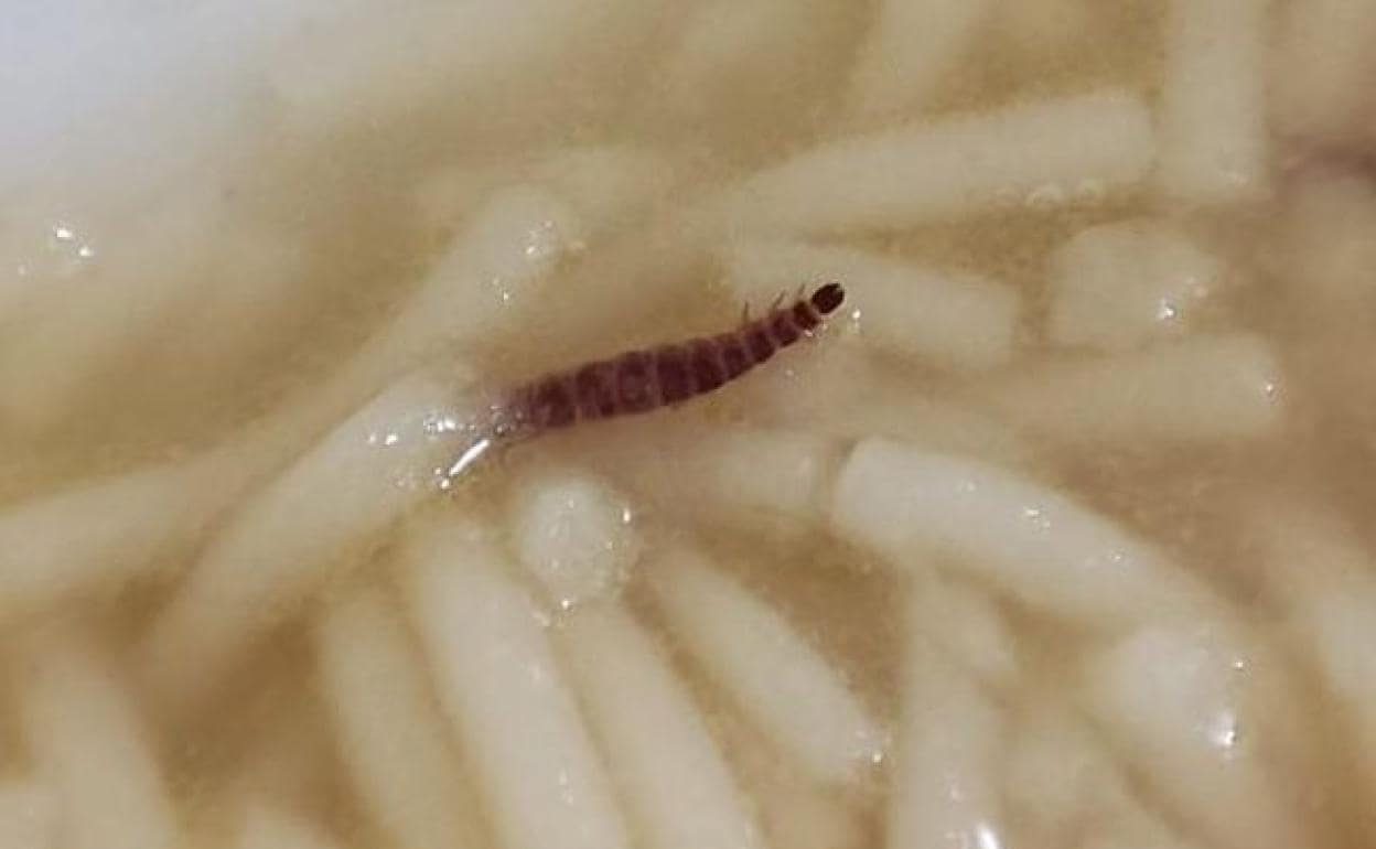 Imagenb de un gusano entre los fideos en el menú ofrecido en el Hospital de León a los facultativos. 
