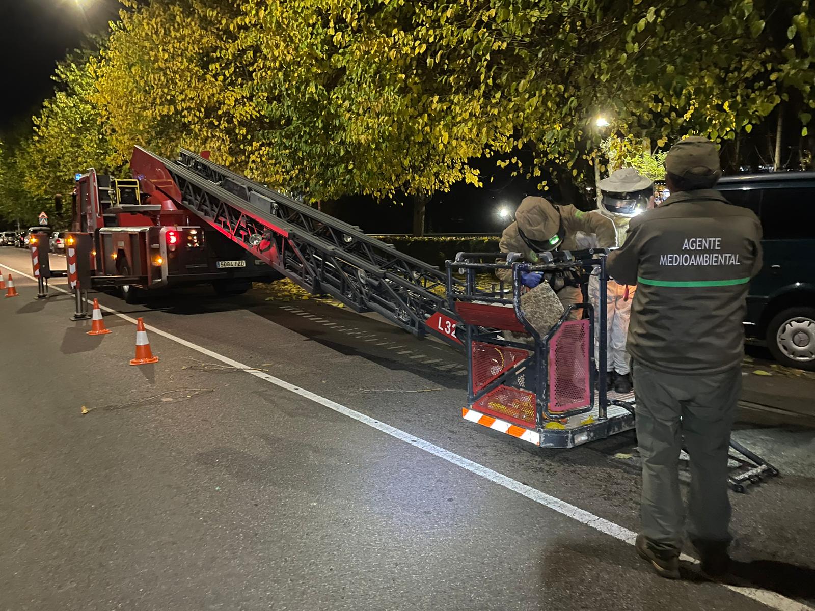 Enjambre de avispas asiáticas retirado en León.