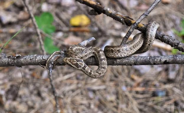 Una víbora ataca a un varón de 45 años en Peñalba de Santiago