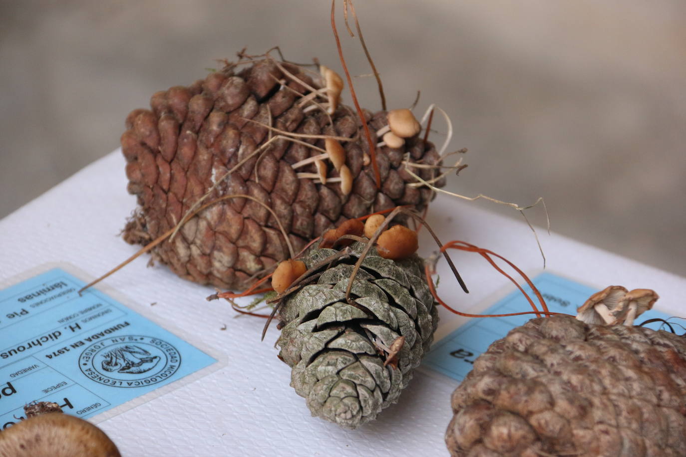 Exposición de las setas recolectadas en esta semana micológica. 