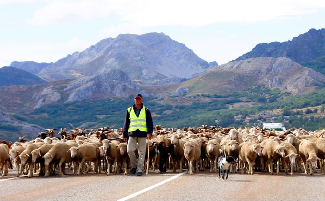 Un pastor en las montañas de León. 