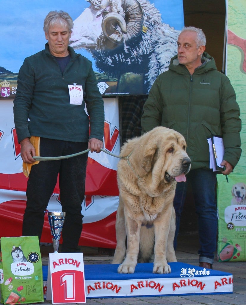 La localidad leonesa acogió el último certamen del Campeonato de León de Mastín Leonés