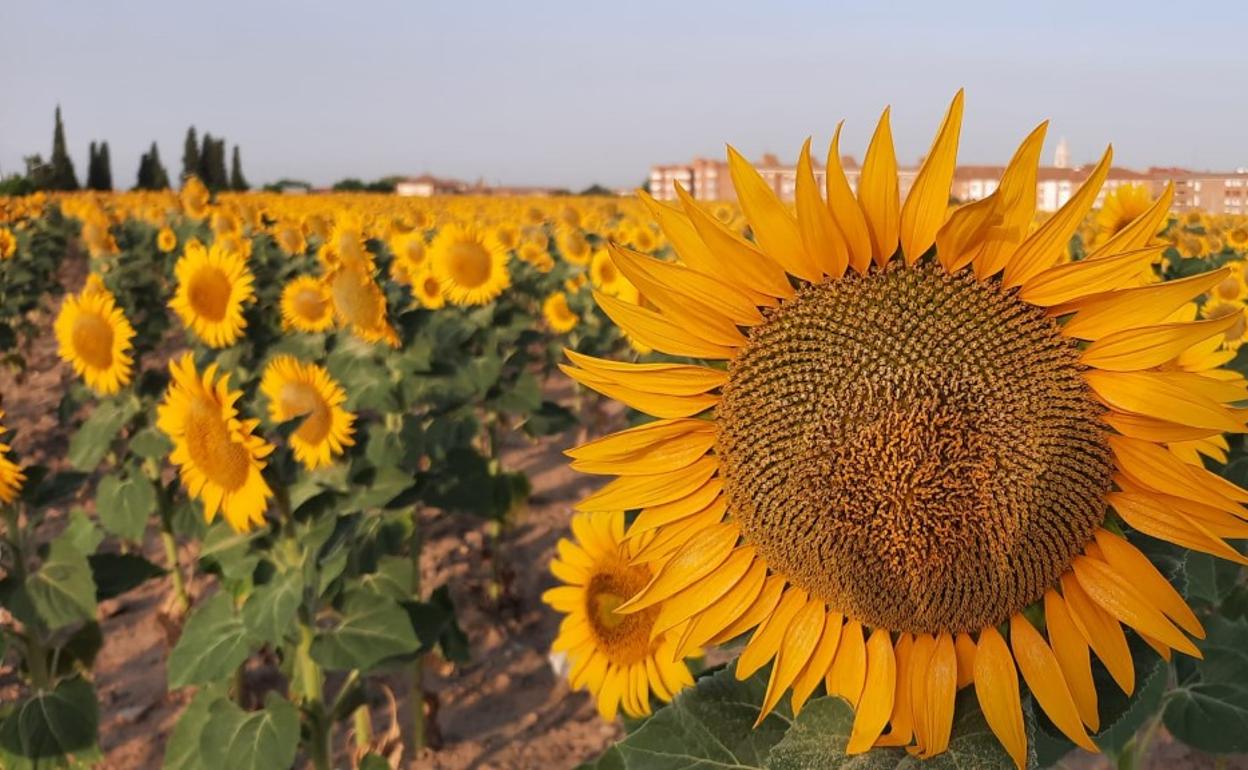 Superficie de girasol esta campaña. 