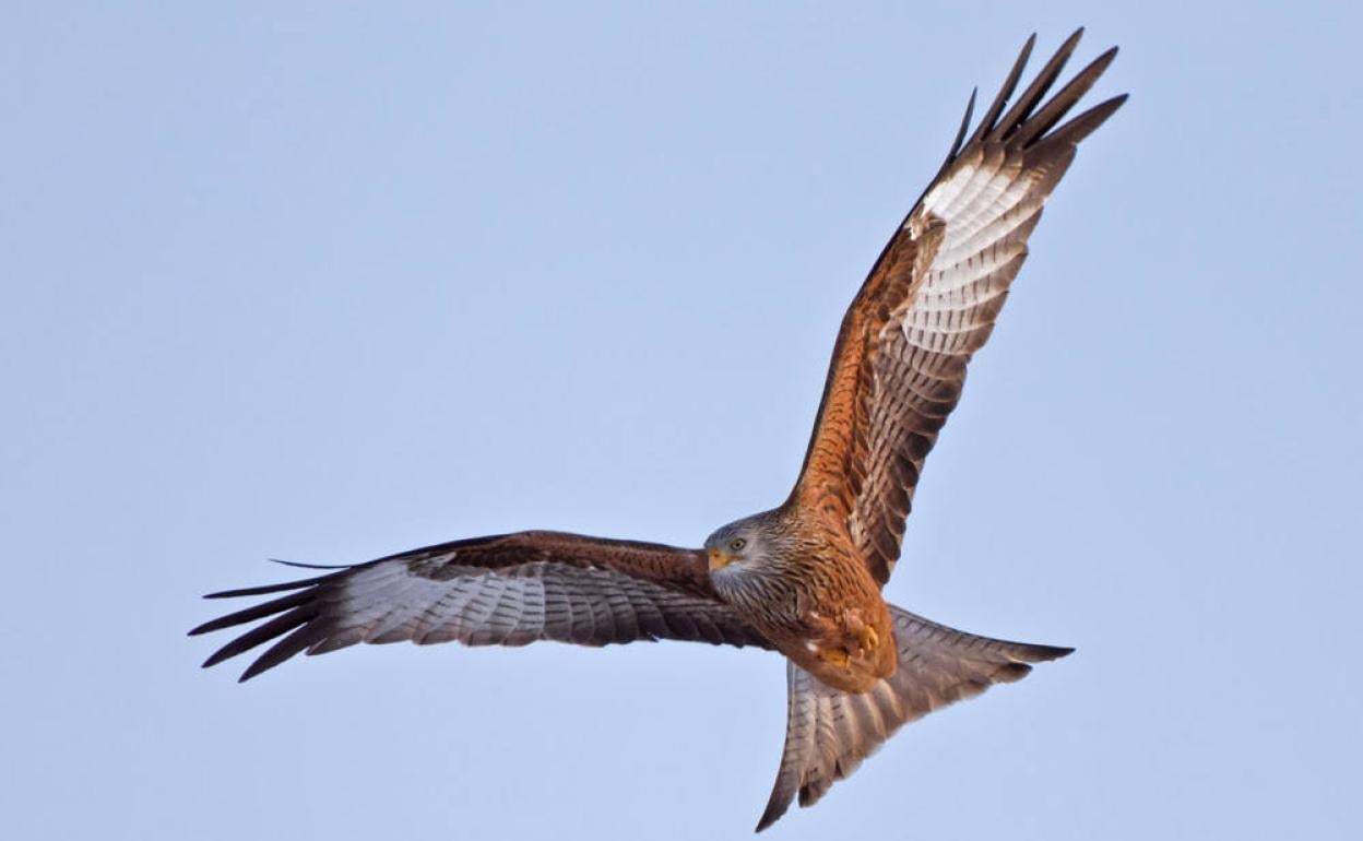 El TSJ dice que Castilla y León puede proteger a las aves para que no se choquen con las líneas eléctricas.