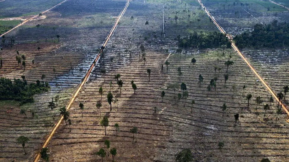 Terrenos deforestados en Indonesia, otra de las causas de emisiones de CO2 a la atmósfera. 