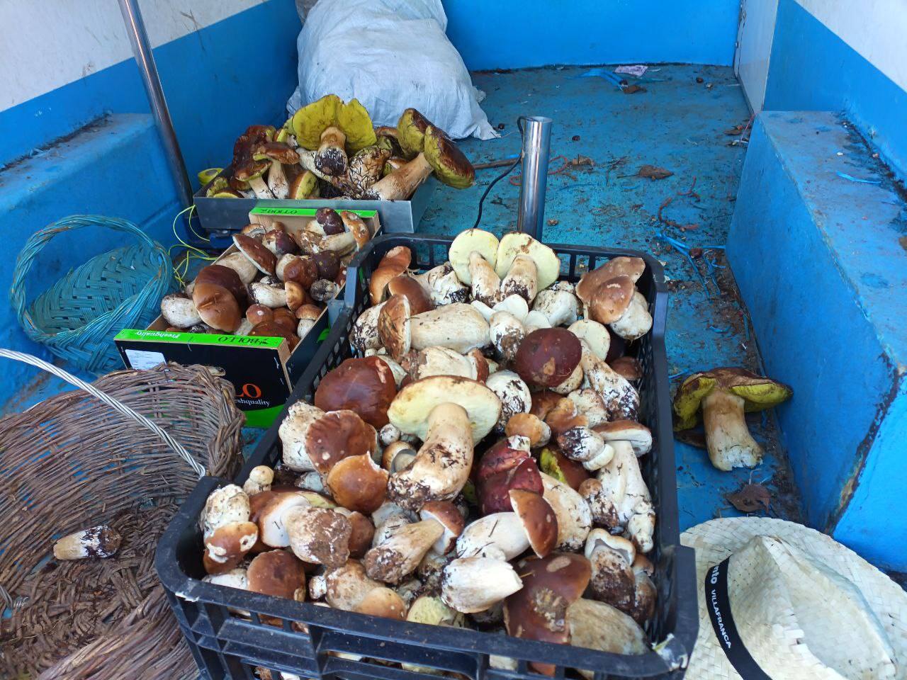 Ejemplares gigantes de boletus localizados en los montes de Villafranca del Bierzo. 