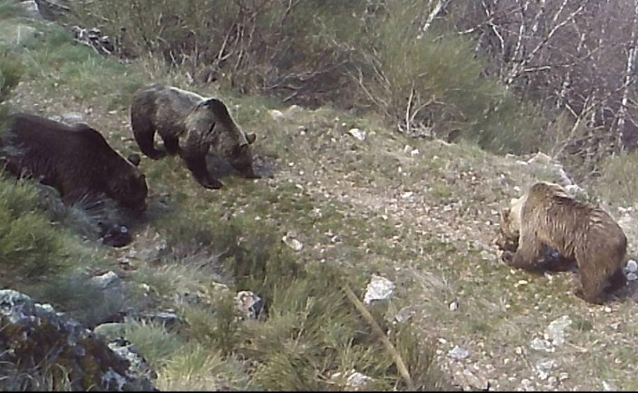 Una hembra y sus dos crías de segundo año a punto de independizarse olfatean los rastros del gran macho que persigue a la hembra.