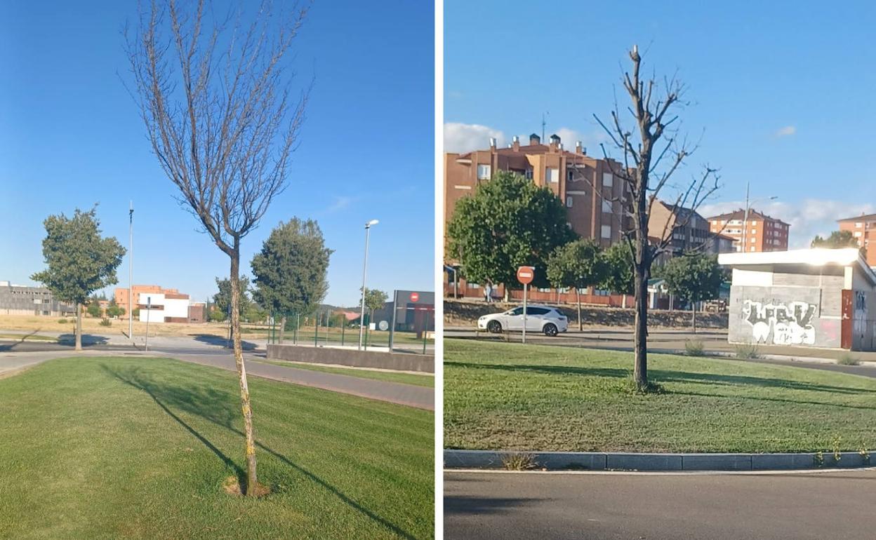 Imagen tomada por Ciudadanos de unos «árboles secos» en el parque de la Palomera.